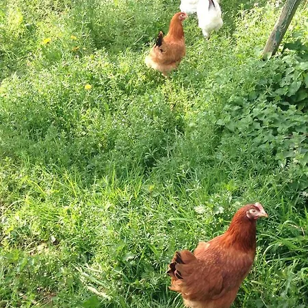 B&B Haras De La Croix D'argent 3*