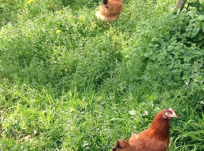 Couette-café Haras De La Croix D'argent 3*