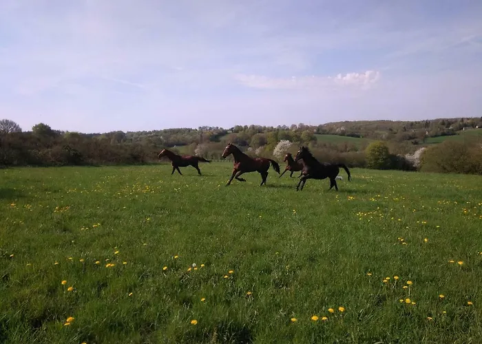 Couette-café Haras De La Croix D'argent Saint-Sauveur-de-Carrouges
